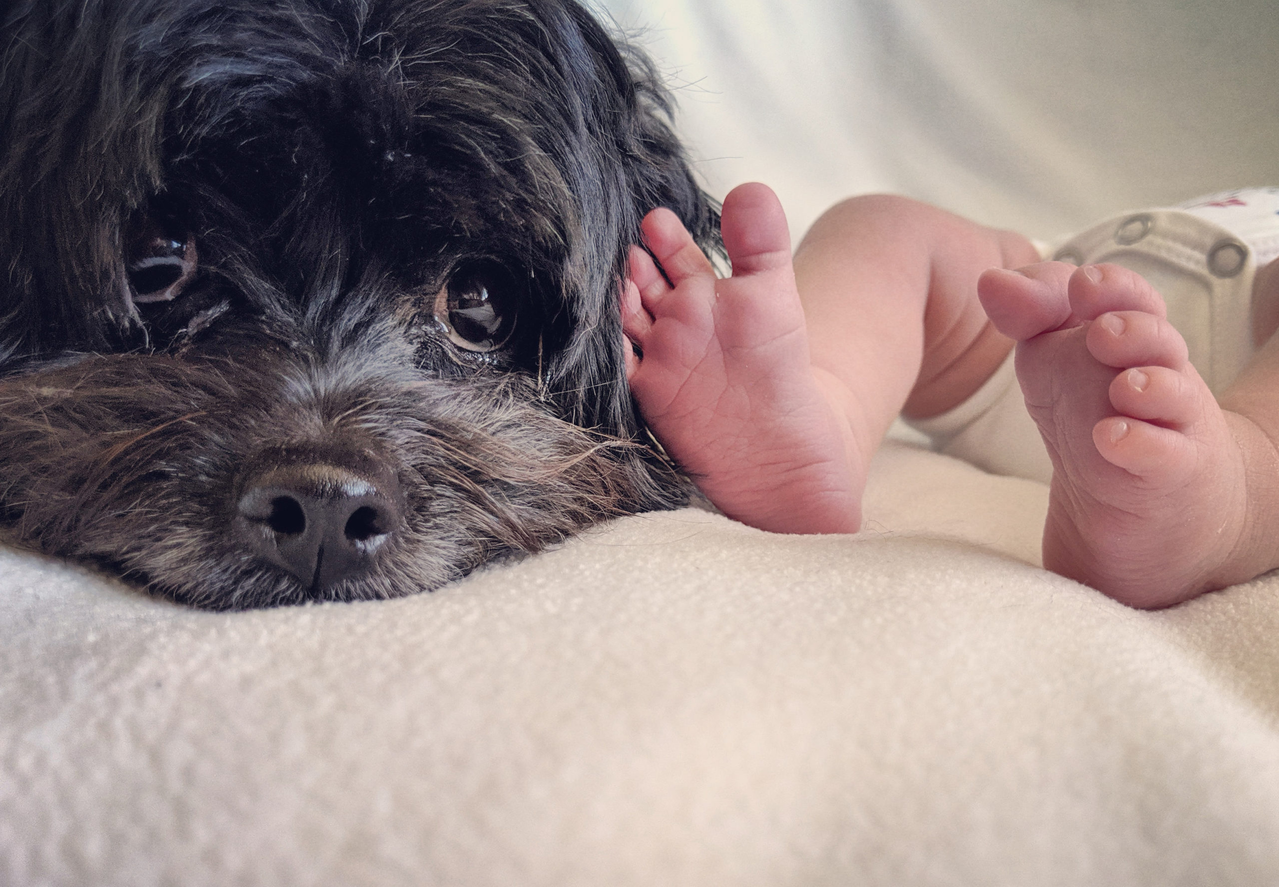 friendly dogs for babies